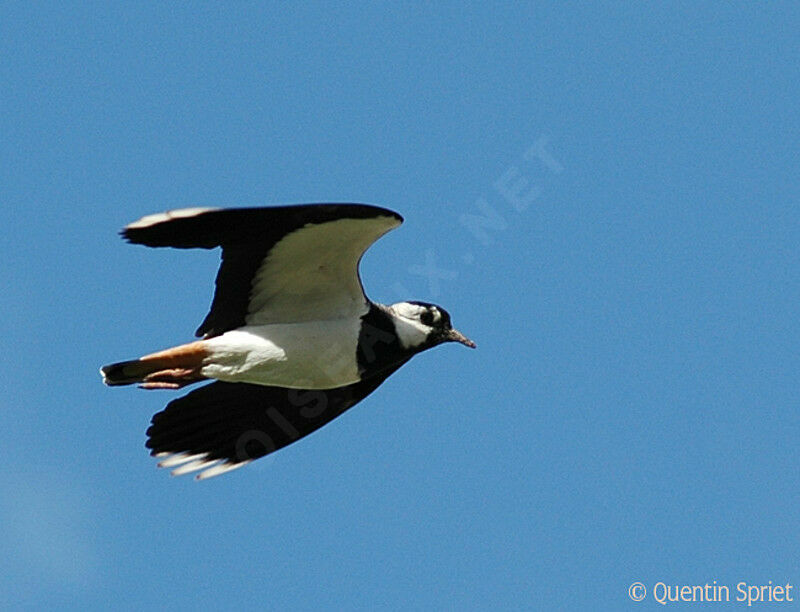 Northern Lapwingadult, Flight