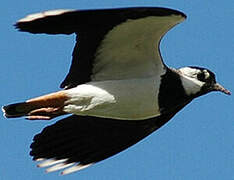 Northern Lapwing