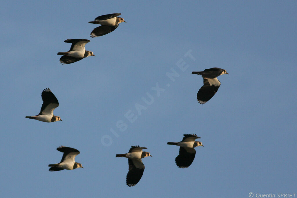 Northern Lapwing, Flight