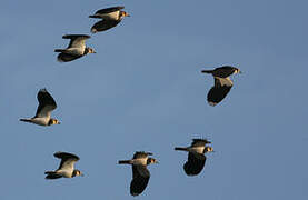 Northern Lapwing