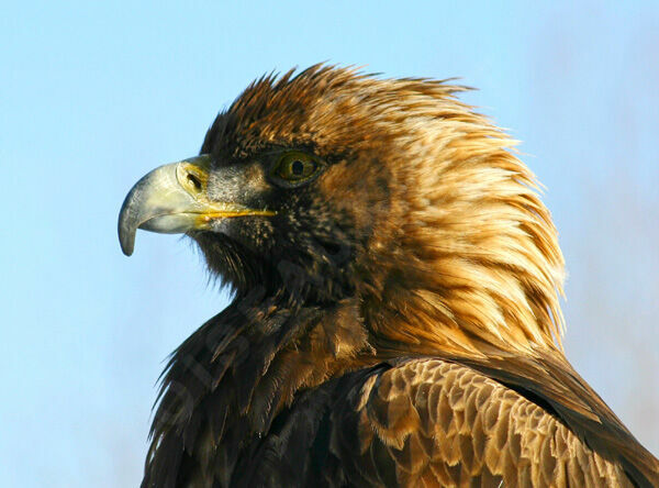 Golden Eagle