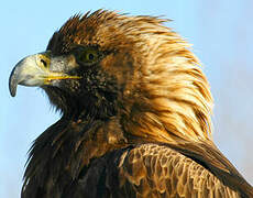 Golden Eagle