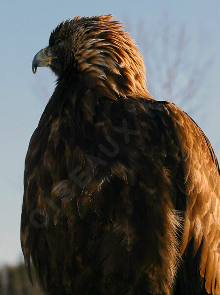 Golden Eagle