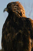 Golden Eagle