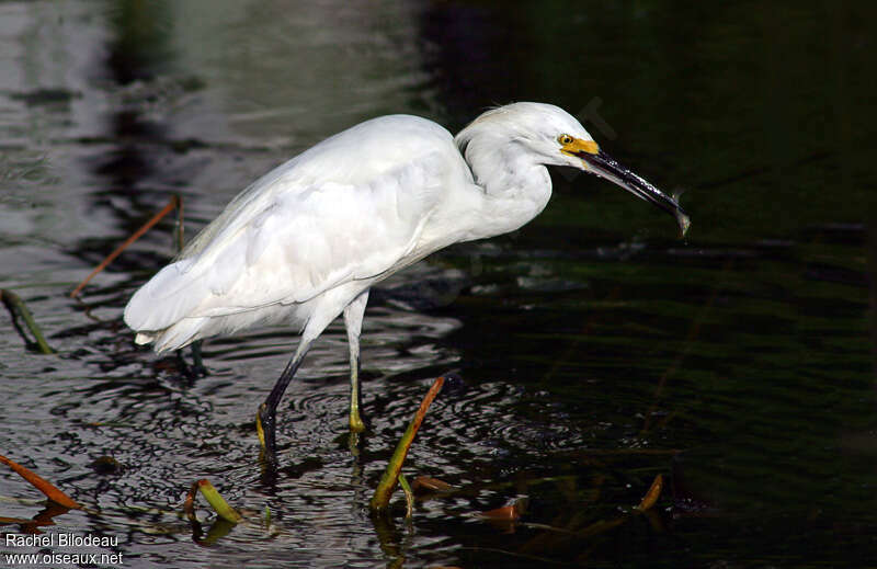 Snowy Egret