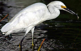 Snowy Egret