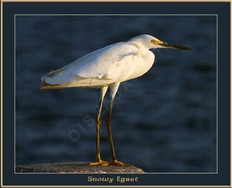 Snowy Egret