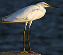 Aigrette neigeuse