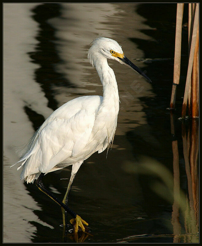 Snowy Egret