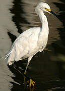 Aigrette neigeuse