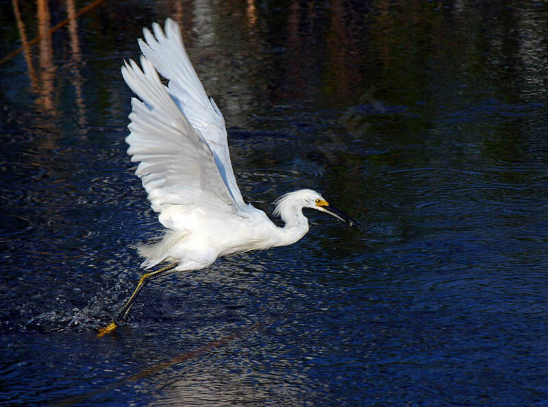 Aigrette neigeuse