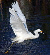 Aigrette neigeuse