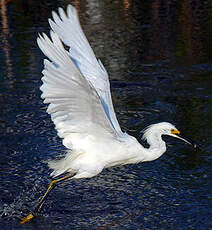 Aigrette neigeuse