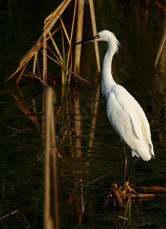 Snowy Egret