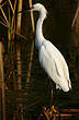 Aigrette neigeuse