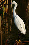 Aigrette neigeuse