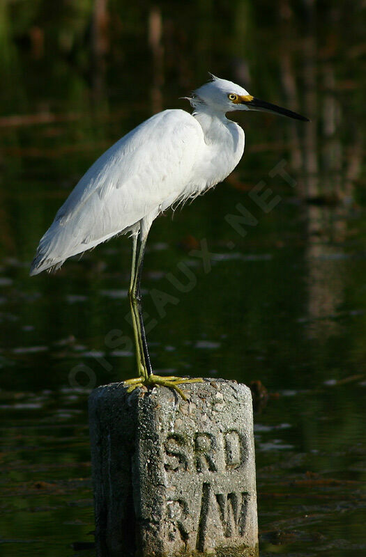 Snowy Egret