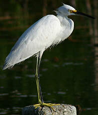 Aigrette neigeuse