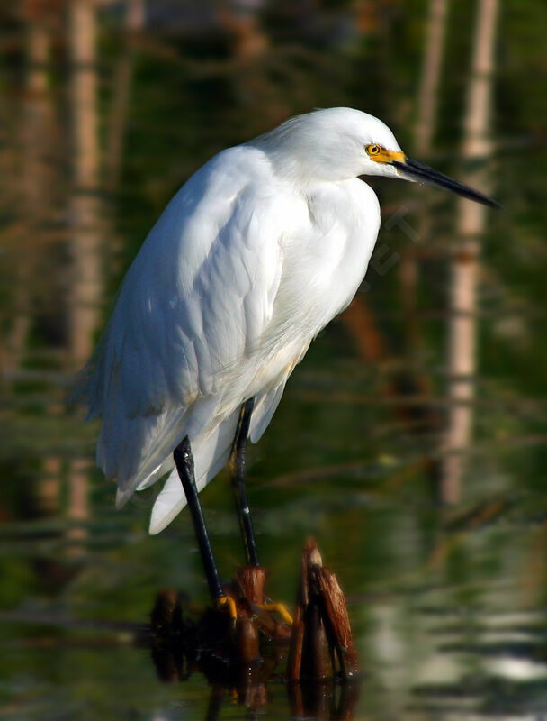 Aigrette neigeuse