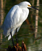 Snowy Egret