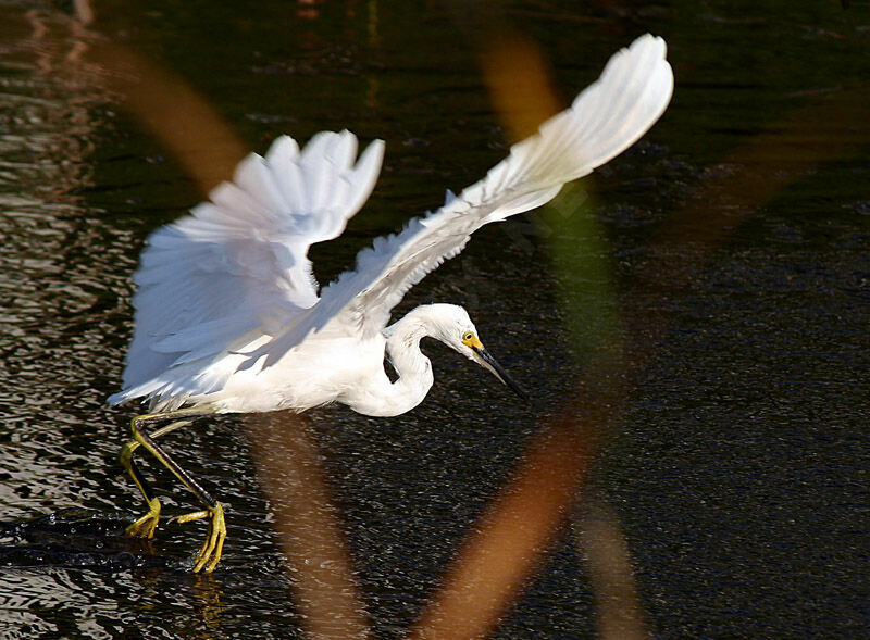 Snowy Egret