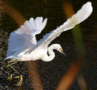 Snowy Egret