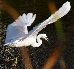 Aigrette neigeuse