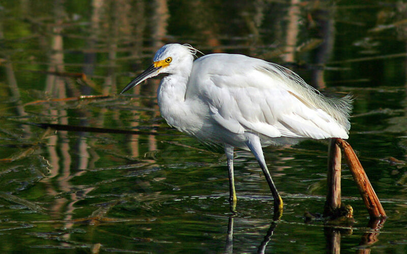 Snowy Egret