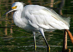 Snowy Egret