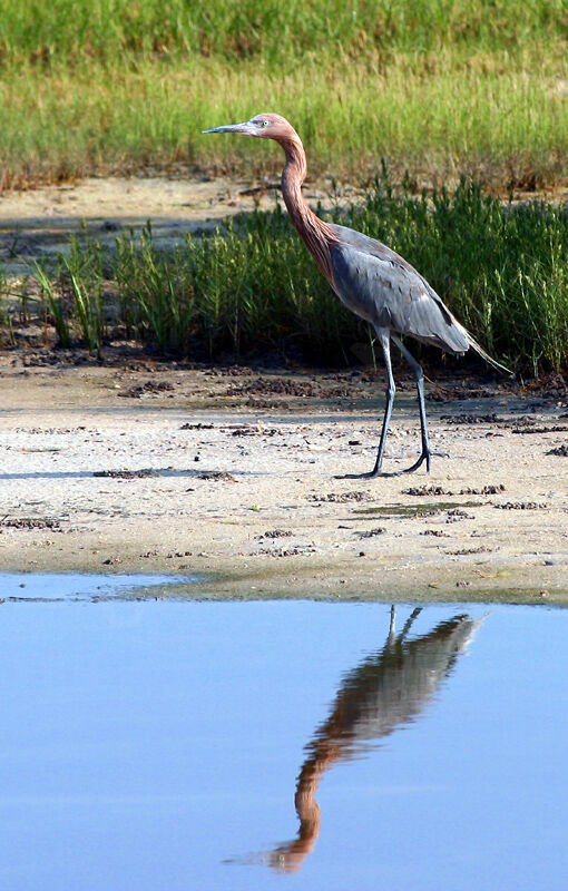 Reddish Egret