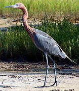 Aigrette roussâtre