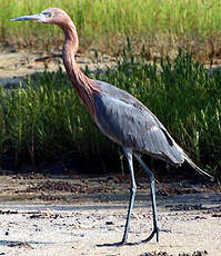 Aigrette roussâtre