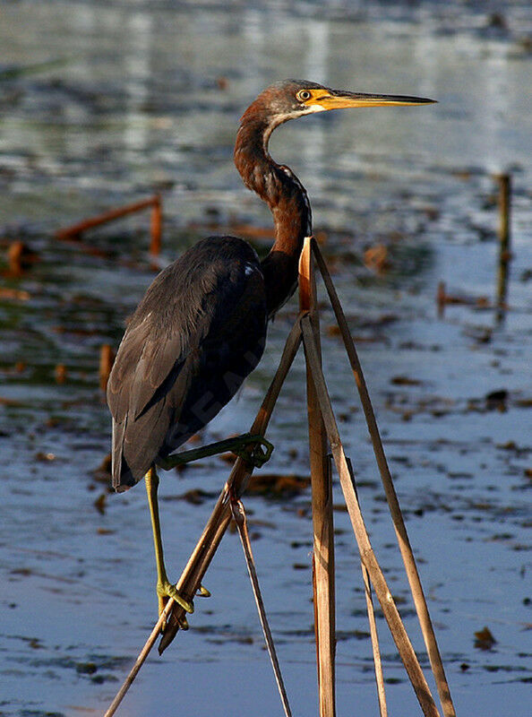 Aigrette tricolore