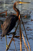 Aigrette tricolore