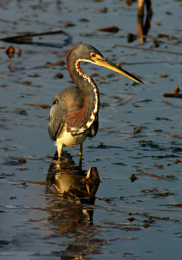 Aigrette tricolore