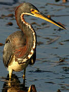 Tricolored Heron