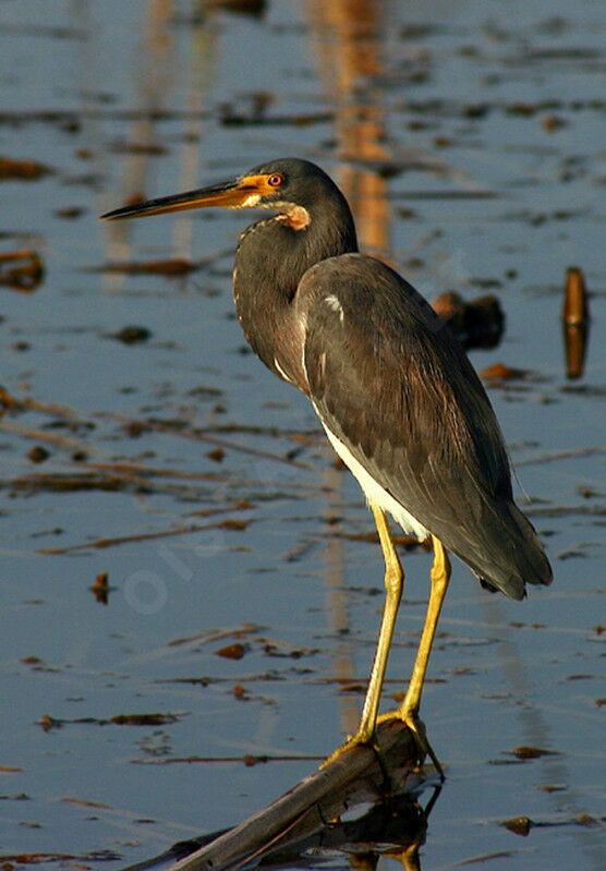 Aigrette tricolore