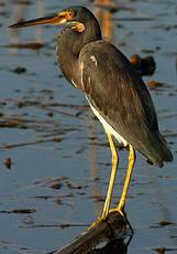 Aigrette tricolore