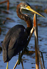 Aigrette tricolore