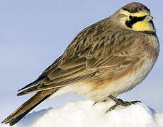 Horned Lark