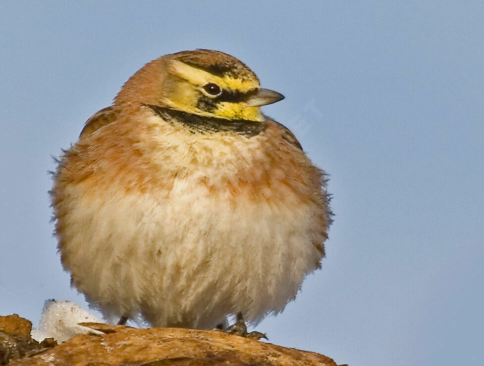 Horned Lark