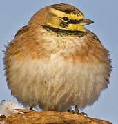 Horned Lark