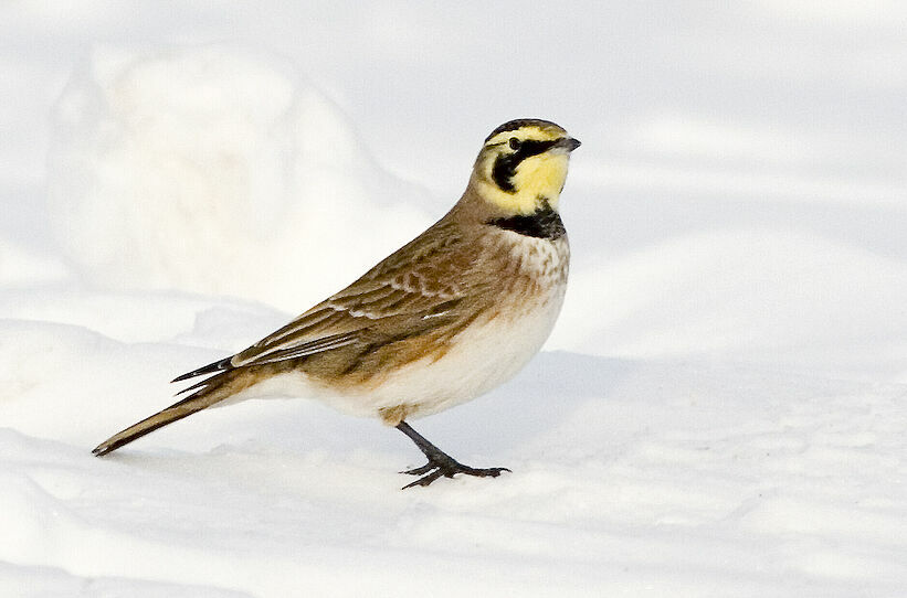 Horned Lark