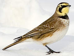 Horned Lark