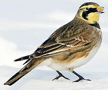 Horned Lark