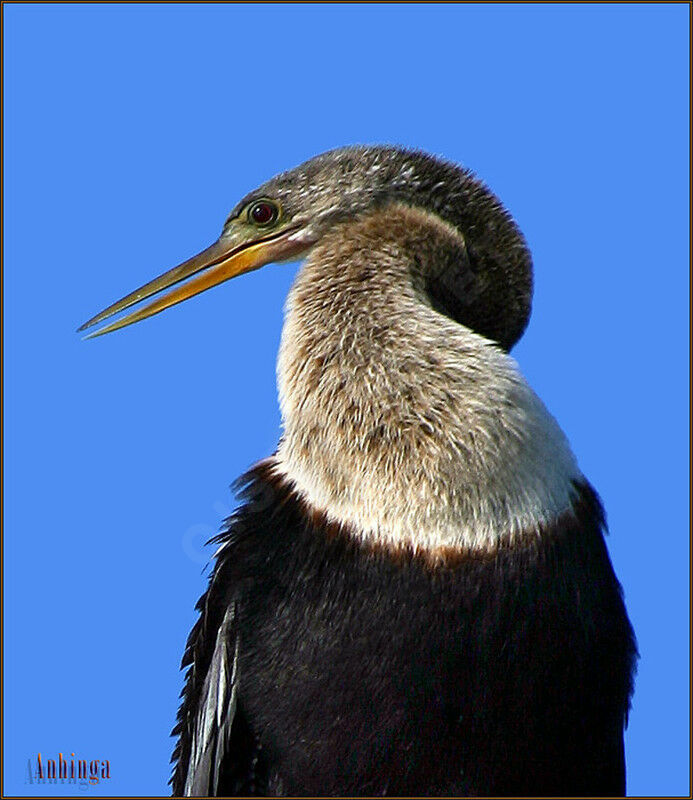 Anhinga