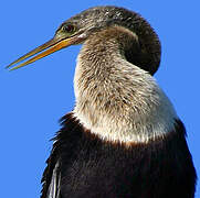 Anhinga