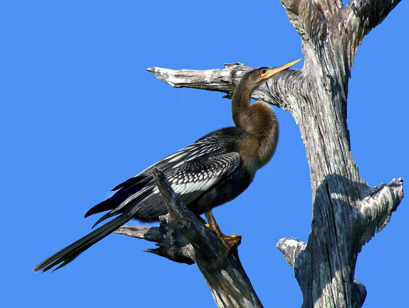 Anhinga d'Amérique