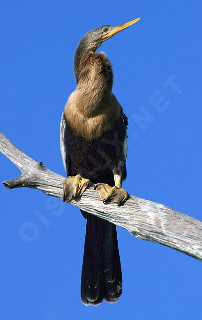 Anhinga d'Amérique