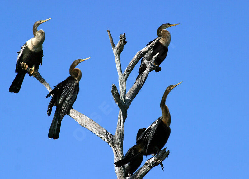 Anhinga d'Amérique